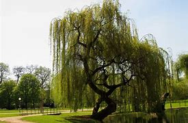 Image result for Weeping Willow Tree Trinidad