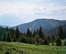 Image result for Pine Tree Landscape