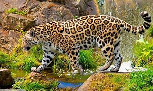 Image result for African Jaguar