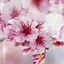 Image result for Pink Floral Wallpaper