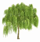 Image result for Shrub Willow Illustration