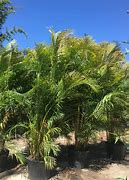 Image result for Areca Bamboo Palm