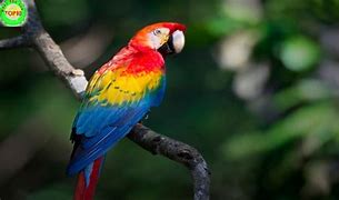 Image result for Jungle Animals Birds