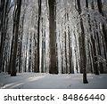 Image result for Winter Woods Trails