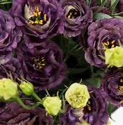 Image result for Lisianthus Seeds Black Pearl