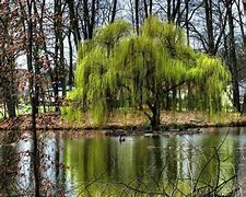 Image result for Weeping Willow Deciduous Tree