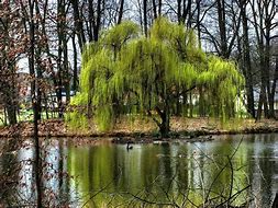 Image result for Blue Weeping Willow Tree