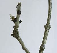 Image result for Ash Tree Twig