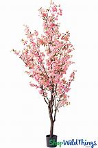 Image result for Potted Cherry Blossom Tree