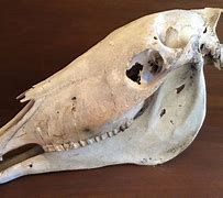 Image result for Horse Skull Lower Jaw