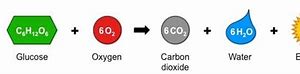 Image result for Cellular Respiration Word Equation