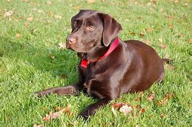 Image result for Lab Mix Puppies in Michigan