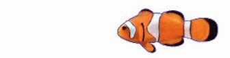 Image result for Clown Fish From Nemo