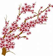 Image result for Japanese Cherry Blossom Tree Park