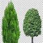 Image result for Cypress Tree Clip Art