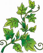 Image result for Clip Art Ivy Branch