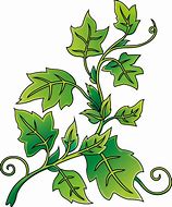 Image result for Ivy Leaf Vine Clip Art