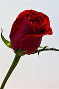 Image result for Wet Single Stem Red Rose