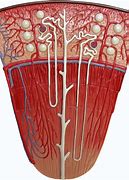 Image result for Nephron Model DIY