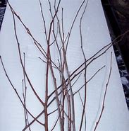 Image result for Dried Birch Twigs