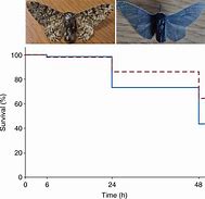 Image result for Peppered Moth Evolution Diagram