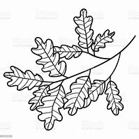 Image result for White Oak Tree Branch Drawing