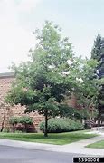 Image result for Red Oak Tree UK