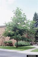 Image result for Red Oak Plant