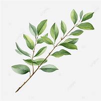 Image result for Branch of Leaf Outline Left and Right