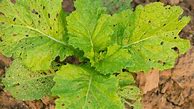 Image result for What's Eating My Plant Leaves