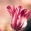 Image result for Striped Triumph Tulips