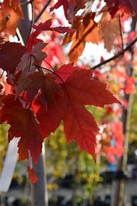 Image result for Autumn Blaze Maple Leaf