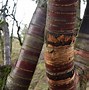 Image result for Aspen Tree Bark Types