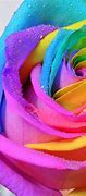 Image result for Bright Colored Flowers