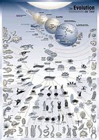 Image result for evolution of animals