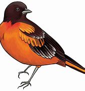 Image result for Colourful Birds Clip Art