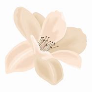 Image result for Beige Flower Background