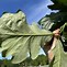 Image result for Swamp White Oak Leaf