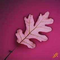 Image result for Myxomycete On Oak Leaf