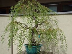 Image result for Weeping Willow Bonsai Tree