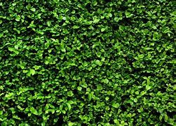 Image result for Bush Texture A4 Size