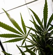 Image result for Cannabis Drug