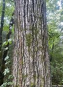 Image result for Shingle Oak Leaf Wood Branch