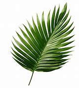 Image result for Palm Leaf Tattoo