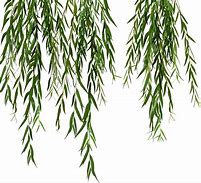 Image result for Willow Tree Branch Illustration