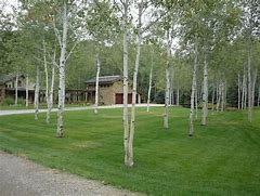 Image result for Landscaping with Aspen Trees