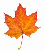 Image result for Individual Fall Leaves