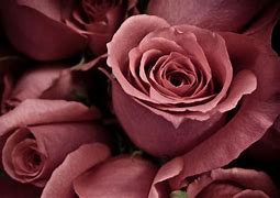 Image result for Dusty Rose Color Flowers