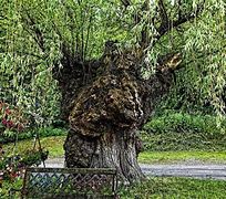 Image result for Enchanted Willow Tree