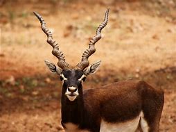 Image result for Big Buck Head